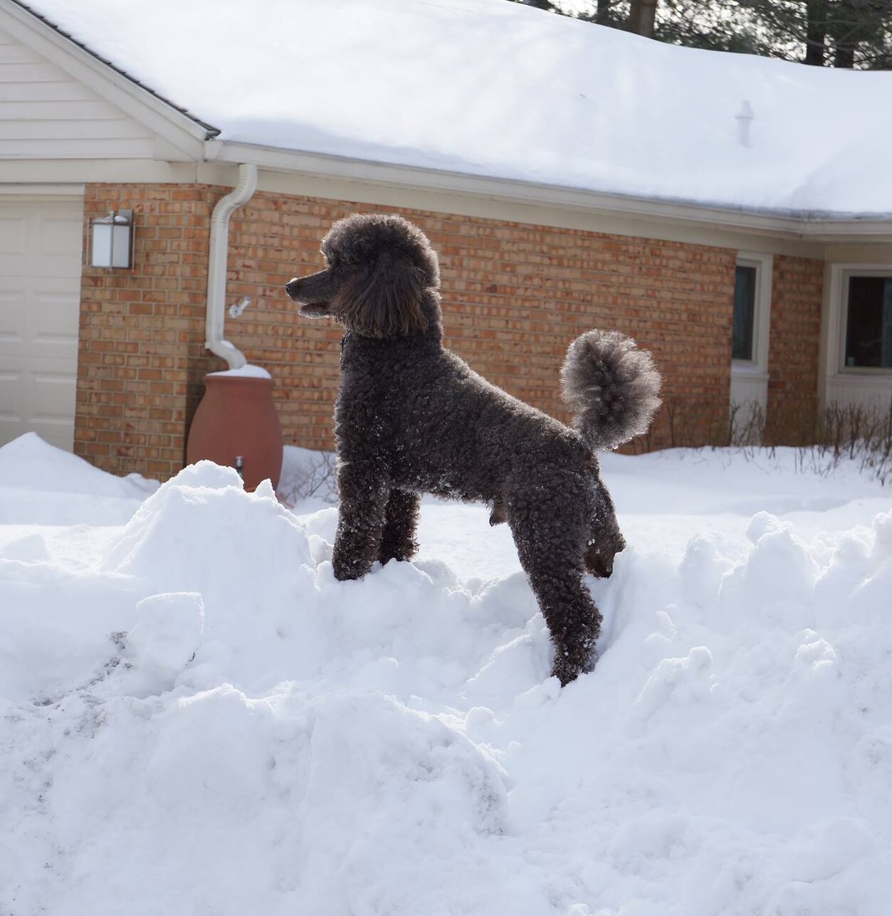 15800028_1346174212090464_6116911277208002541_o